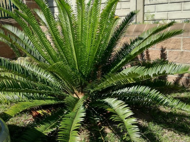 Cycad.jpg