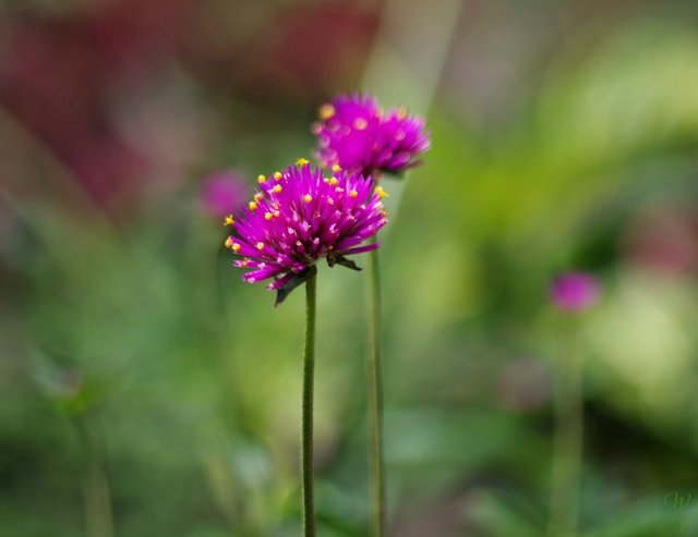 macrophotography flowers macro sunscape.jpg