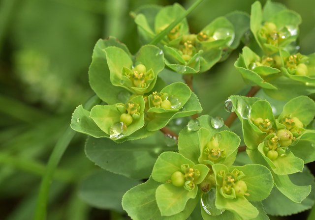 euphorbia waterdrops 3.jpg