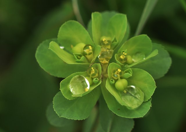 euphorbia waterdrops 1.jpg