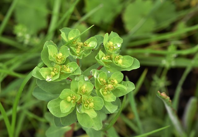 euphorbia waterdrops  2.jpg