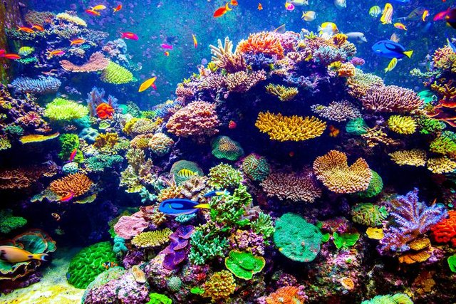 colorful-coral-reef-824x0_q71_crop-scale.jpg