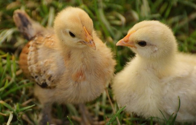 chicks-chicken-small-poultry-162331.jpeg