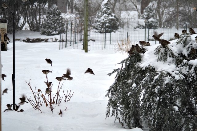 photography nature birds winter.jpg