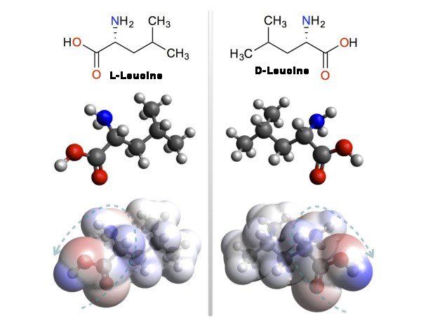 leucine-600x464 copy.jpg