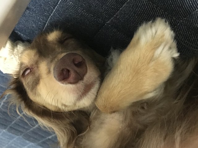 SleepingDog_M.JPG