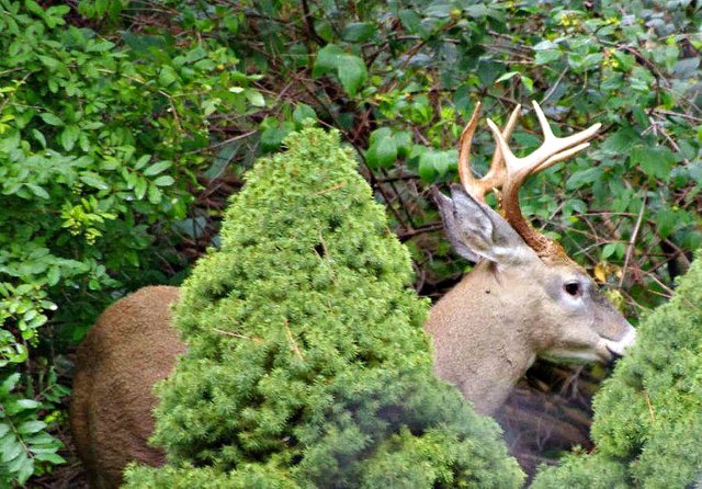 animalphotography nature buck sunscape.jpg