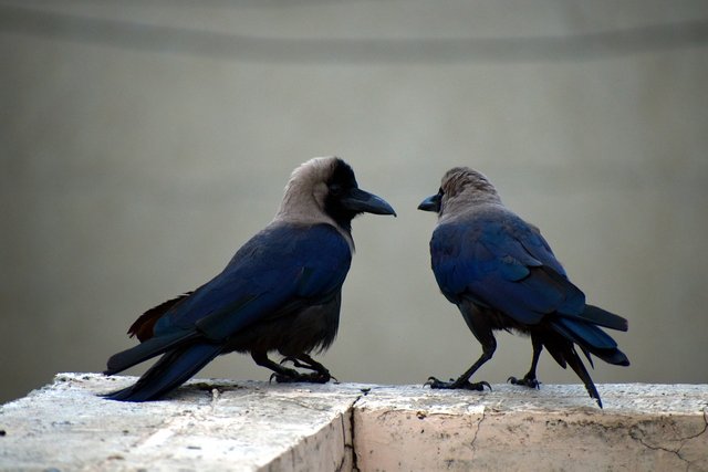 two-crows-2781519_1280.jpg