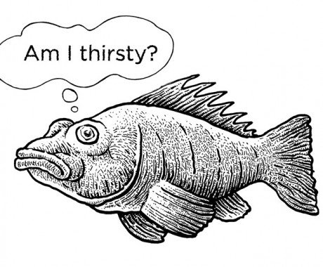 ikan-haus-460x380_c.jpg