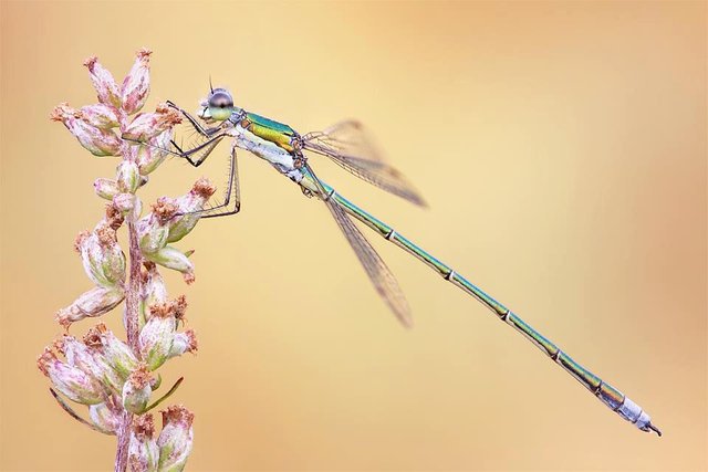 Damsels & Dragonflies (9).jpg