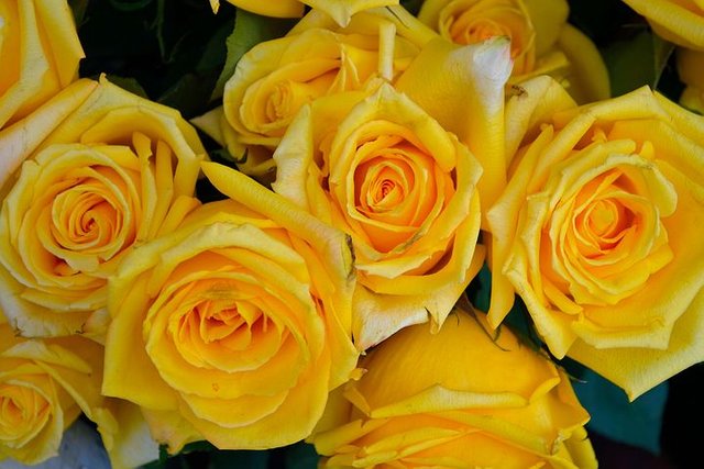 yellow-roses-2859077__480.jpg