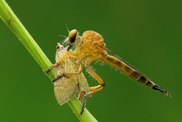 Photorphy - dragonfly (11).jpg