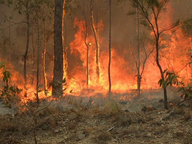 Bush_fire_at_Captain_Creek_central_Queensland_Australia.JPG
