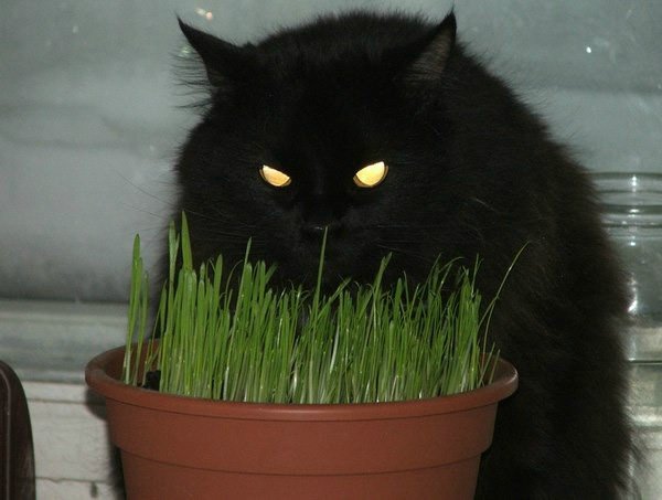 devil-cat-eating-kitty-grass.jpg