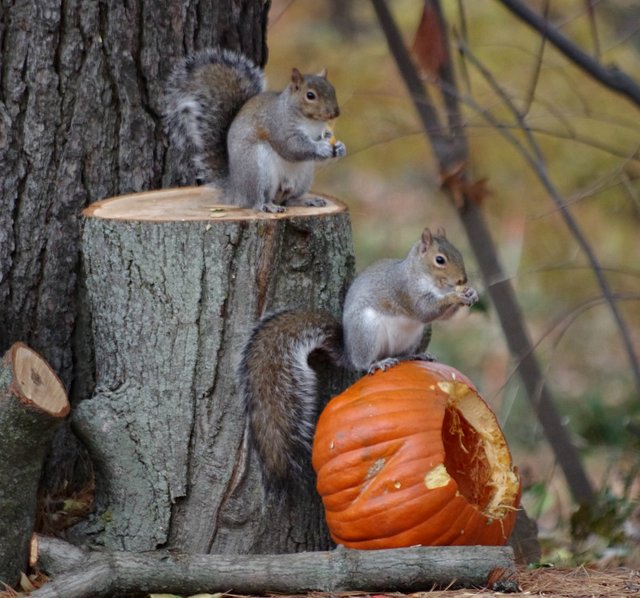 colorchallenge tuesdayorange animals food .jpg