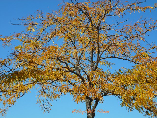 yellow tree.JPG