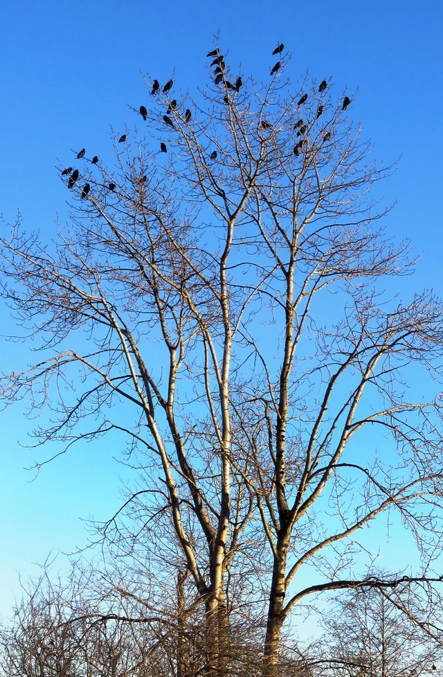 bird-tree.jpg