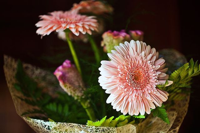 gerberas-849480__480.jpg