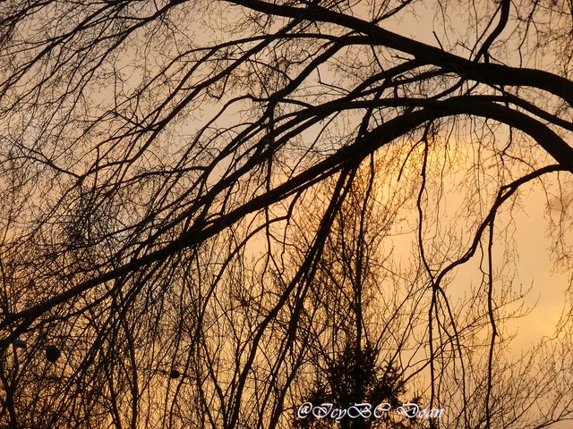 golden weeping branches.JPG