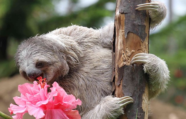 bella-eat-flower.jpg