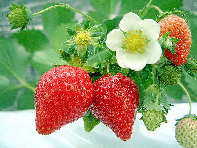 strawberries01.jpg