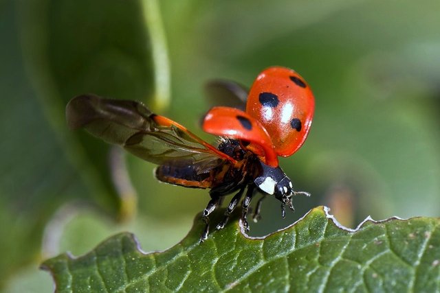 LadyBug Fly.jpg