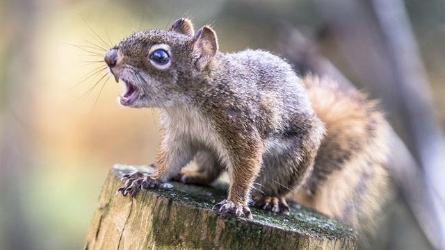 squirrel-goes-nuts-elderly-california-couple-attacked-by-rampaging-rodent-136402826178703901-151211125612.jpg