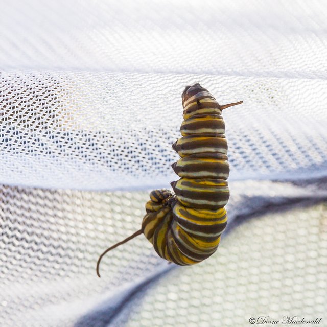 monarch caterpillar J.jpg