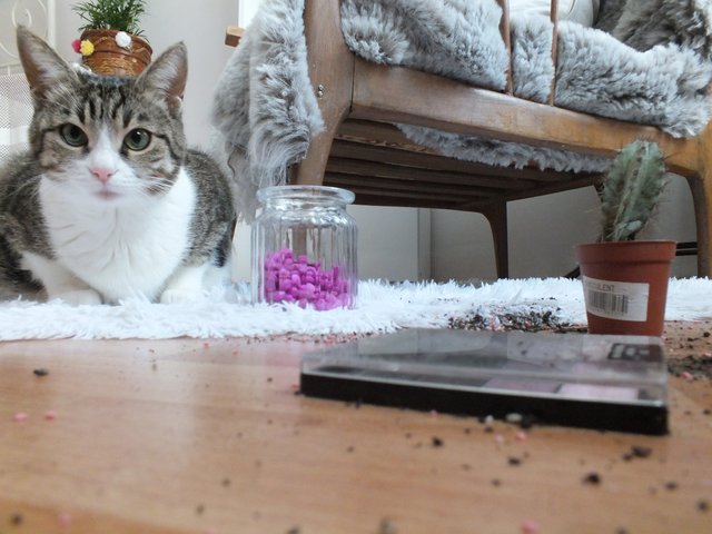 DSCF1931.JPG