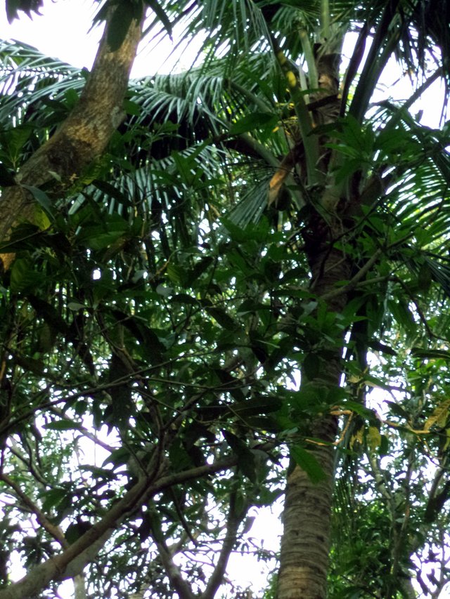 cocunut tree