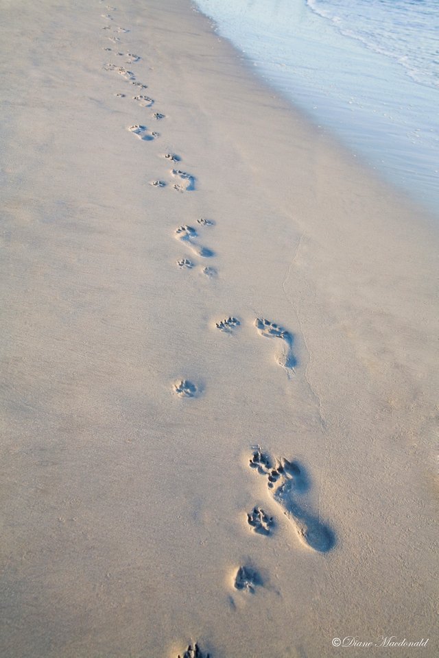 togetherness footprints in the sand.jpg