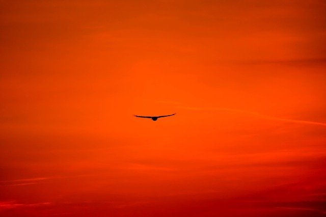 Hawk into sunset.jpg