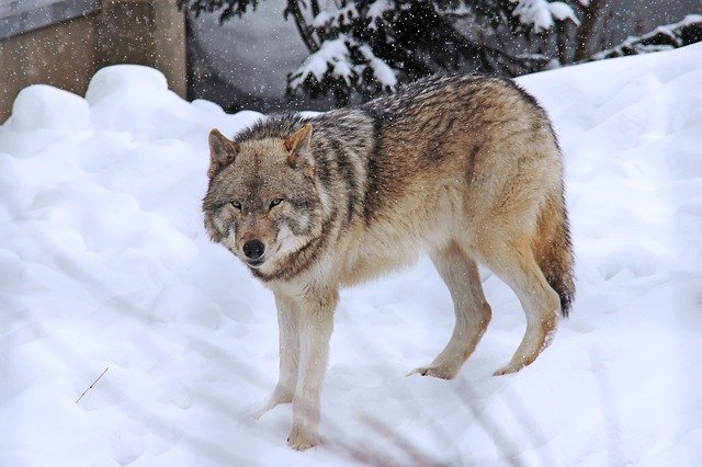 Arctic Wolf.jpg