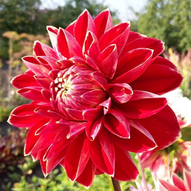 dahlia red flower.jpg