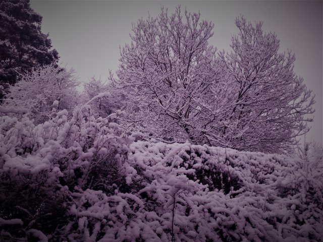 winterwonderland_purple.jpg