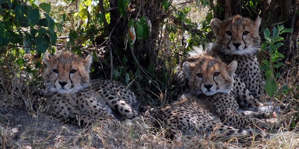 Eight-Cheetah-Cubs.jpg