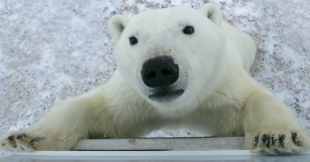 polar-bear-pictures-hd.jpg