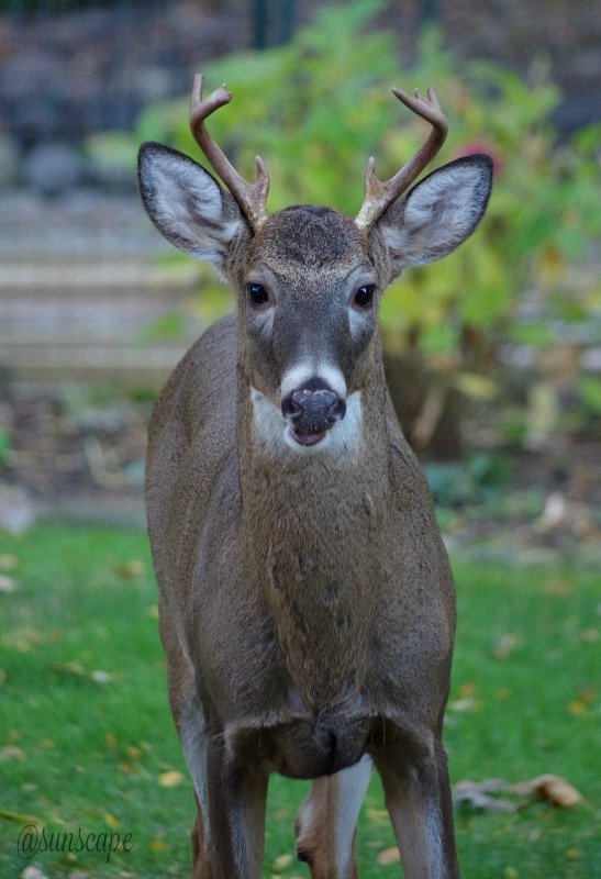 animalphotography steemit deer.jpg