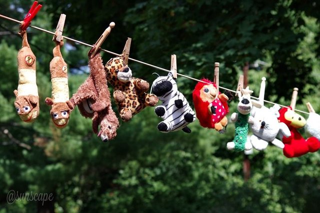 washinglinephotography funny washday dog toys.jpg