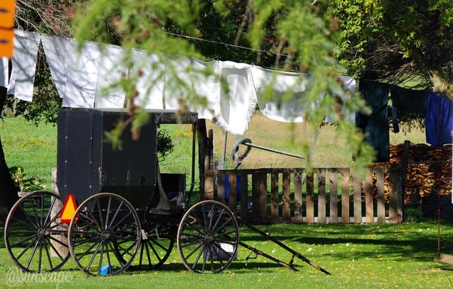 washinglinephotography steemit amish.jpg