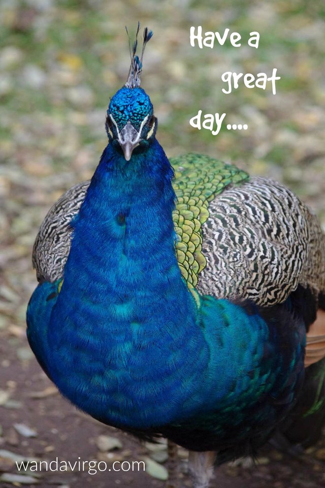 peacock-greetings-happy-day-virgo.jpg