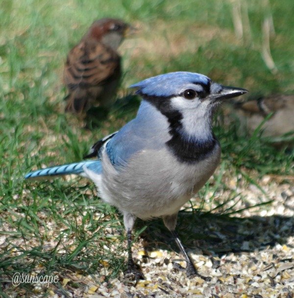 sunsacape-blue-jay-birds.jpg