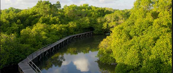 Wisata-Hutan-Mangrove-Kota-Langsa-yang-wajib-kamu-kunjungi1.png