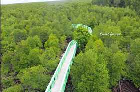 hutan-mangrove-langsa.png