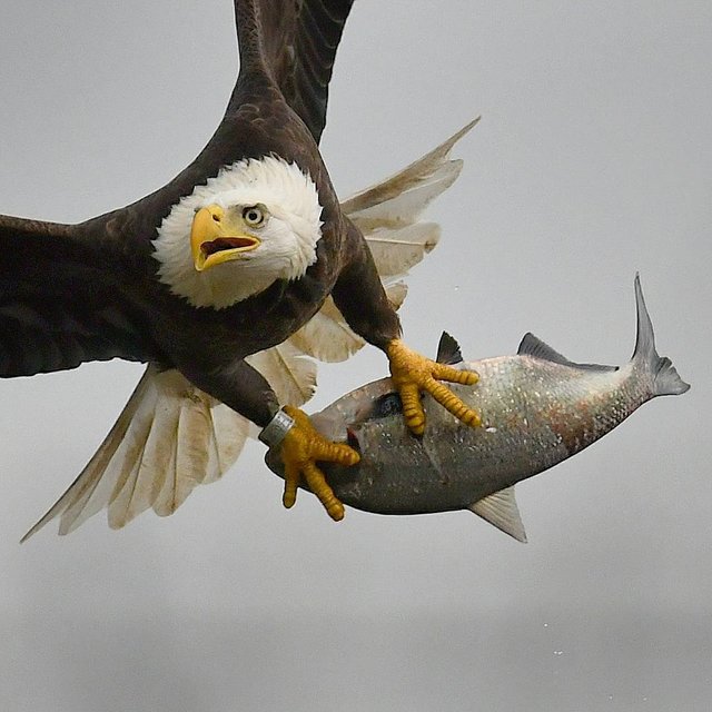 Majestic bald eagle with his catch of the day..jpg
