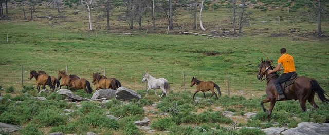 levando os cabalos.jpg