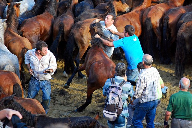 collendo cavalo.jpg