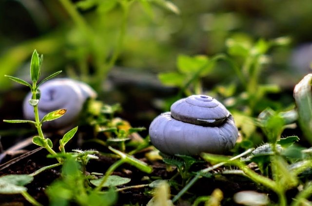 snail a.JPG