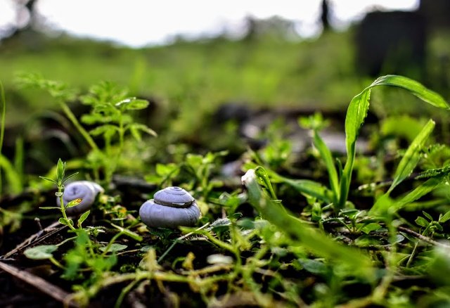 snail e.JPG
