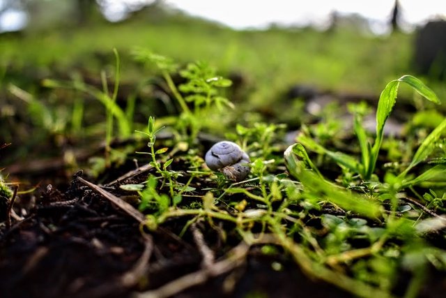 snail f.JPG